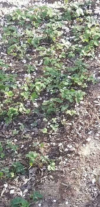 Клубника рассада