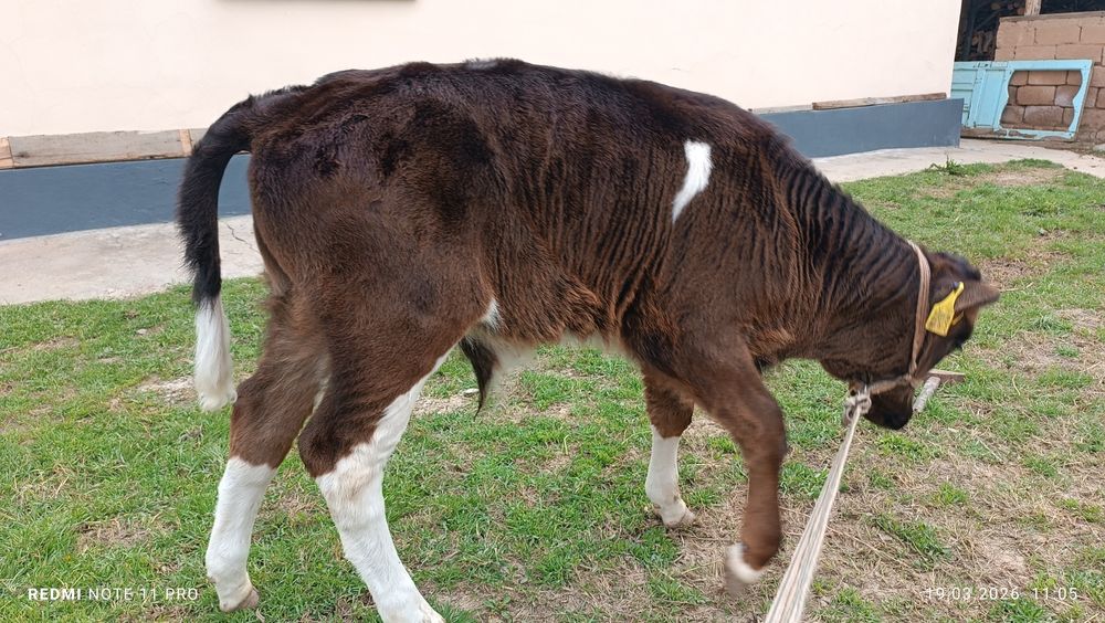 Бұзаулы сиыр сатылады!