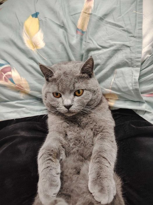 Strayt 8 oylik ismi Viska