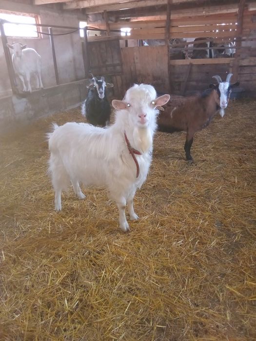 Capre cu Iezi  Gemeni si Tap