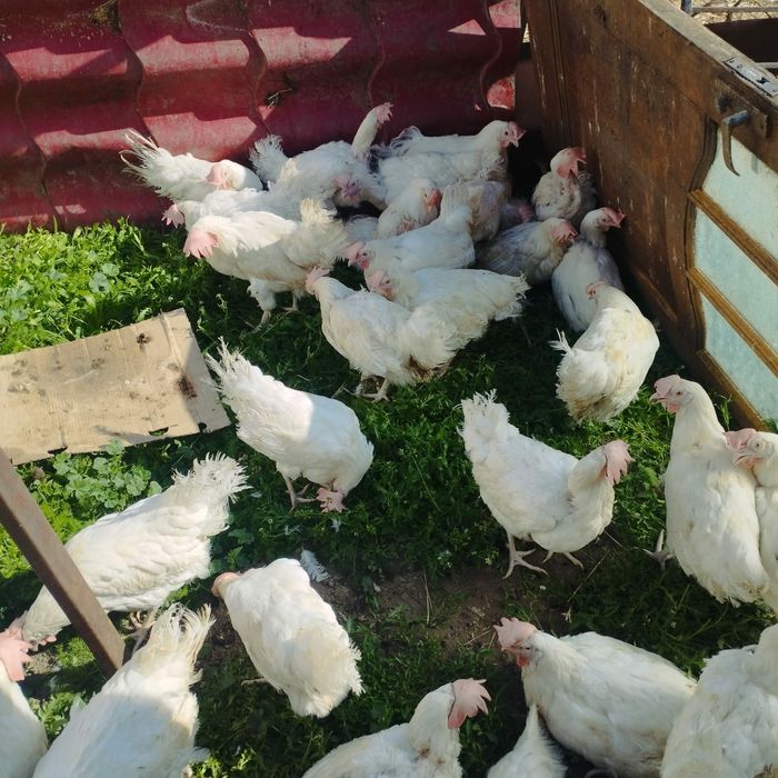 курицы куры несушки