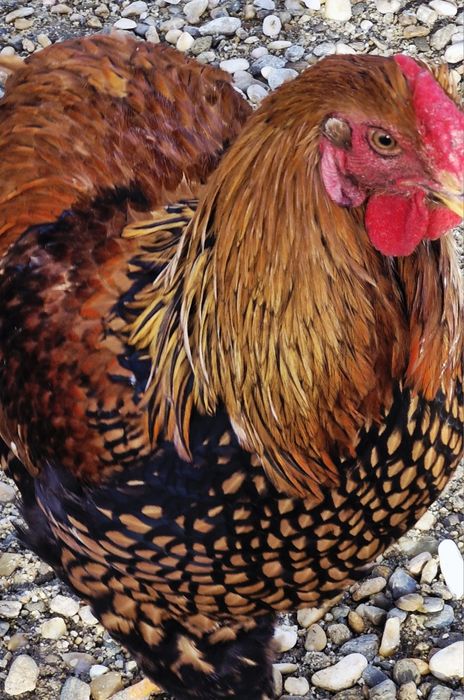 Vindem cocosi  diferite rase