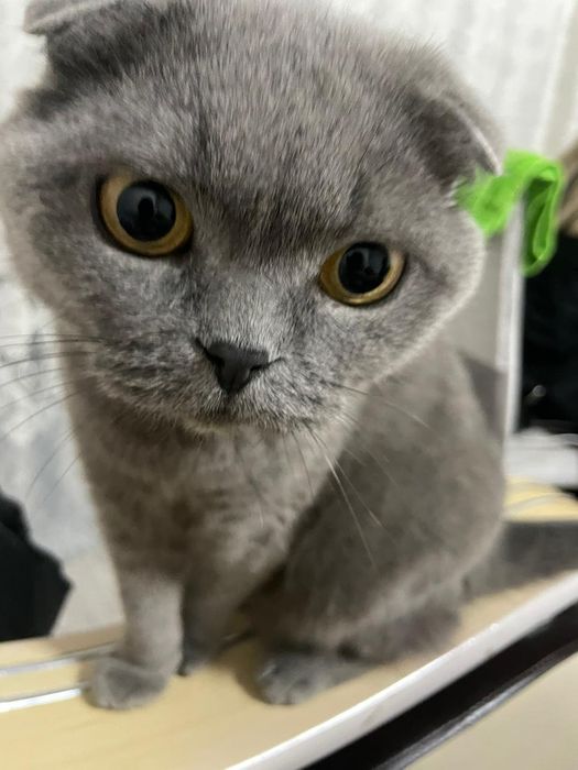 Кошка Шотладская вислоушка