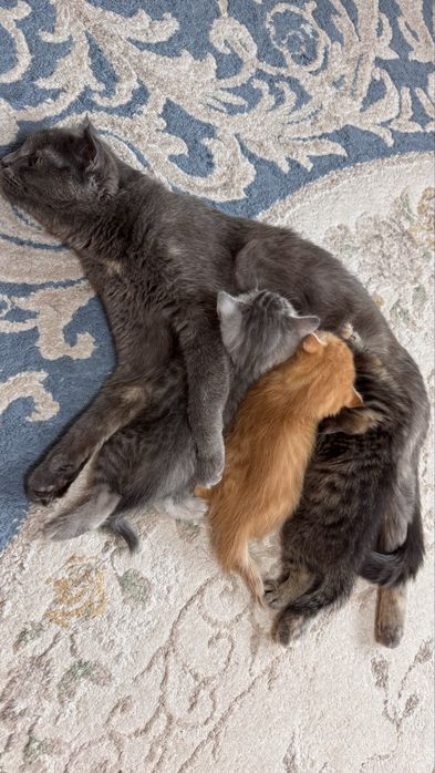 Котята британские вислоухие продам