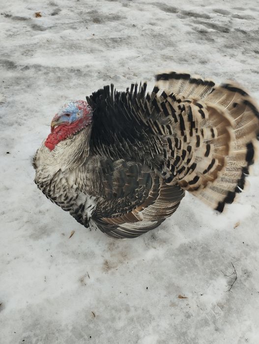 Продам индюков !