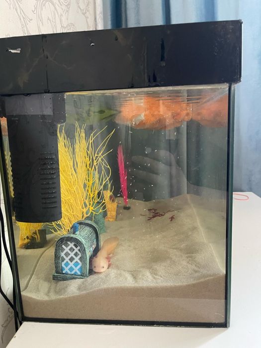 Продам рыбу аксолотль с аквариумом