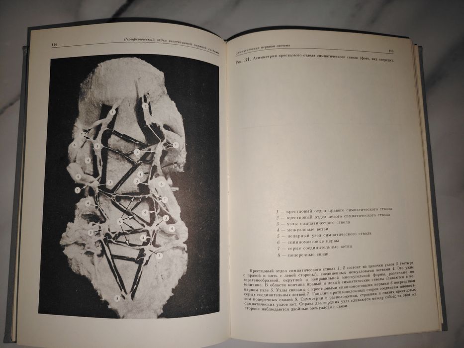 Атлас. Вегетативная нервная система.