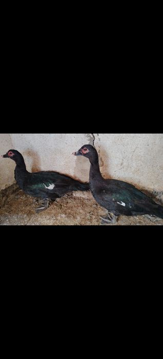 Изумрудный самец индаутки