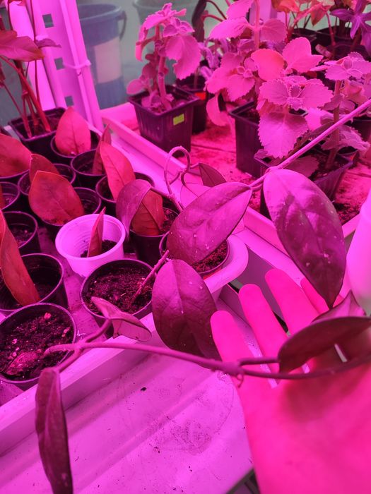 Хои карноза по 1 черенку и несколько