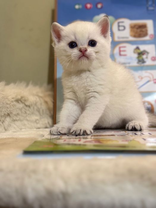 Продаются котята, британские!