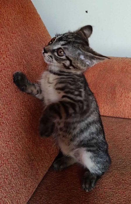 Котята в добрые руки! Смотрите фото