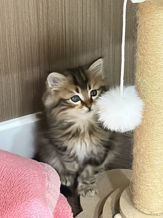 Отдам котенка в добрые руки