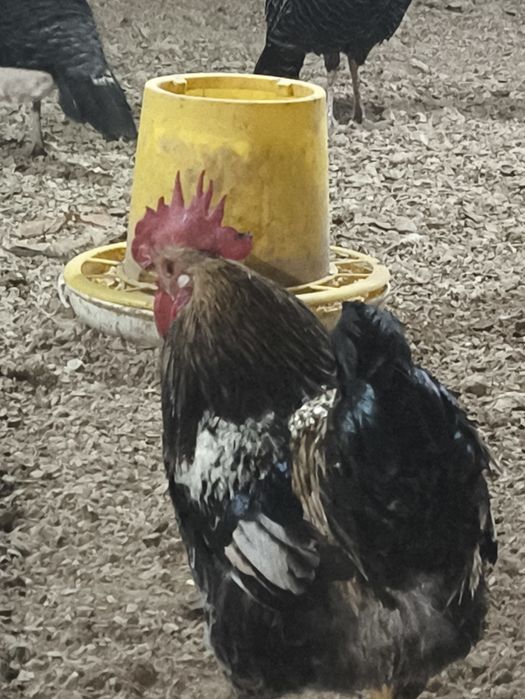 Хорозлар сотилади бор 4дона