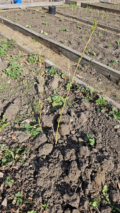 Отдам отростки ивы