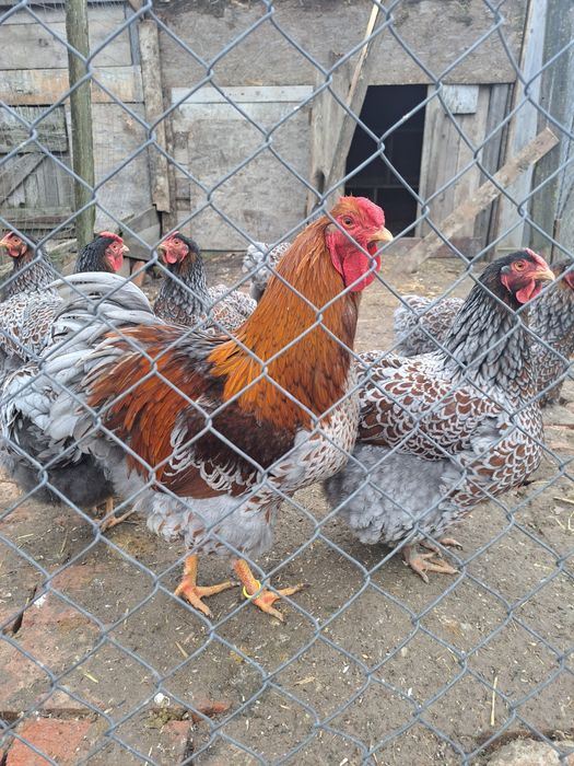 Vind ouă gaini wyandotte albastru auriu 10