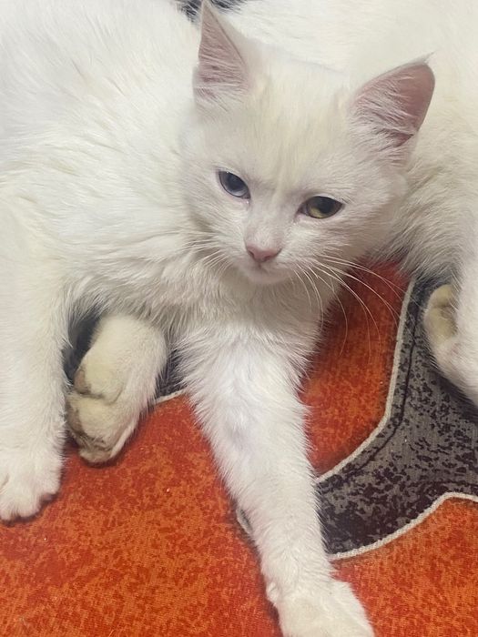 Котенок ждёт хозяев!