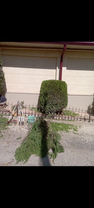 Арча кесиш екиш дорилаш 12-йиллик агроном