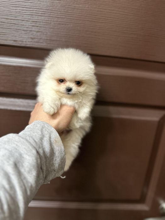 Мини Померан.