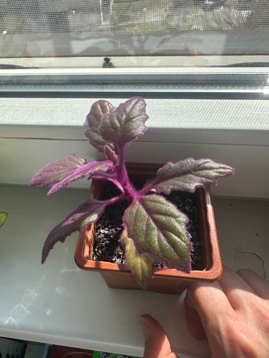 Стайни растения (фитония, кактуси, хлорофитум, спатифилум и др.)