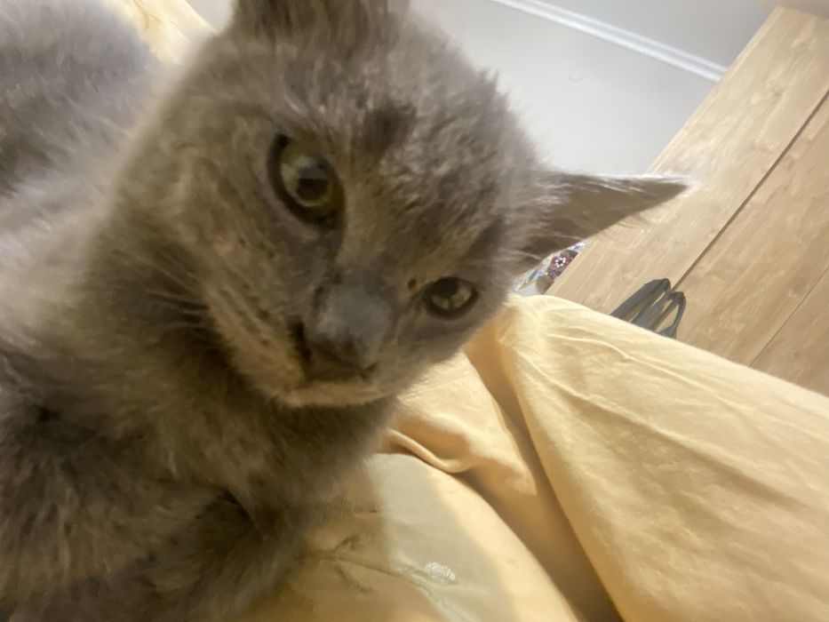 Котенок мальчик отдалим в добрые руки