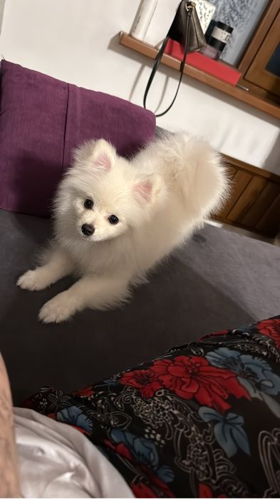 Шпиц с родословной