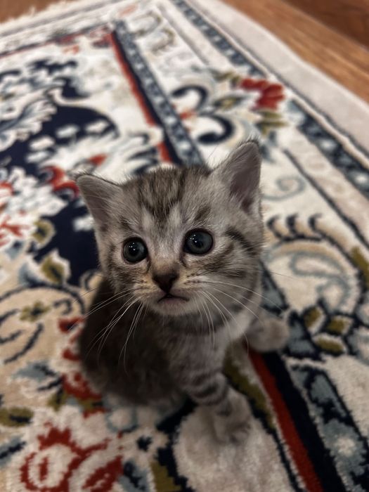 Шотландские котята — мальчик и девочка