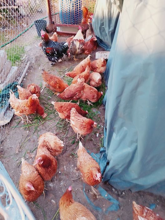 Кокошки носачки на 1година