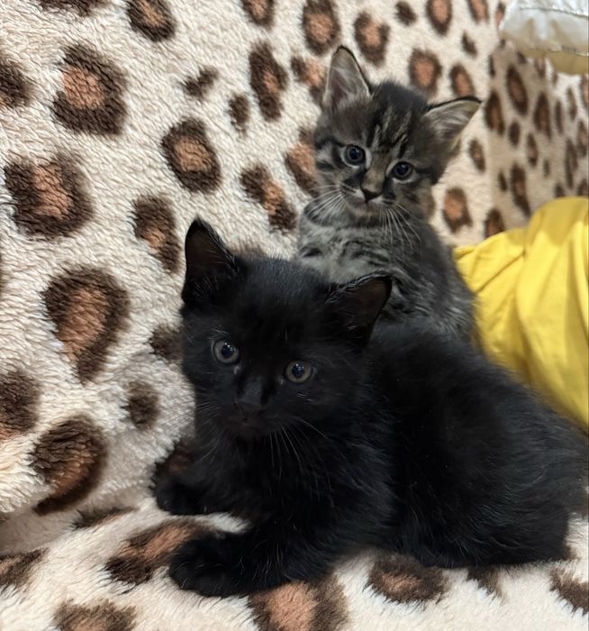 Котята домашние ручные