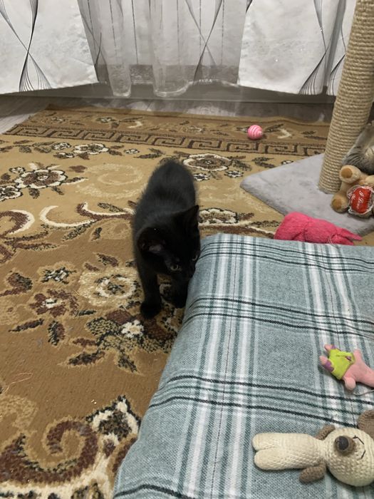 Отдам даром в добрые руки.