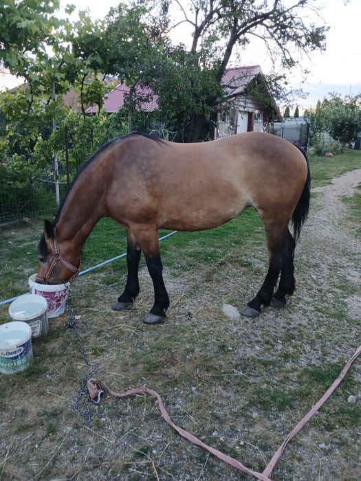 Vand iapa cuminte in varsa de 8 ani