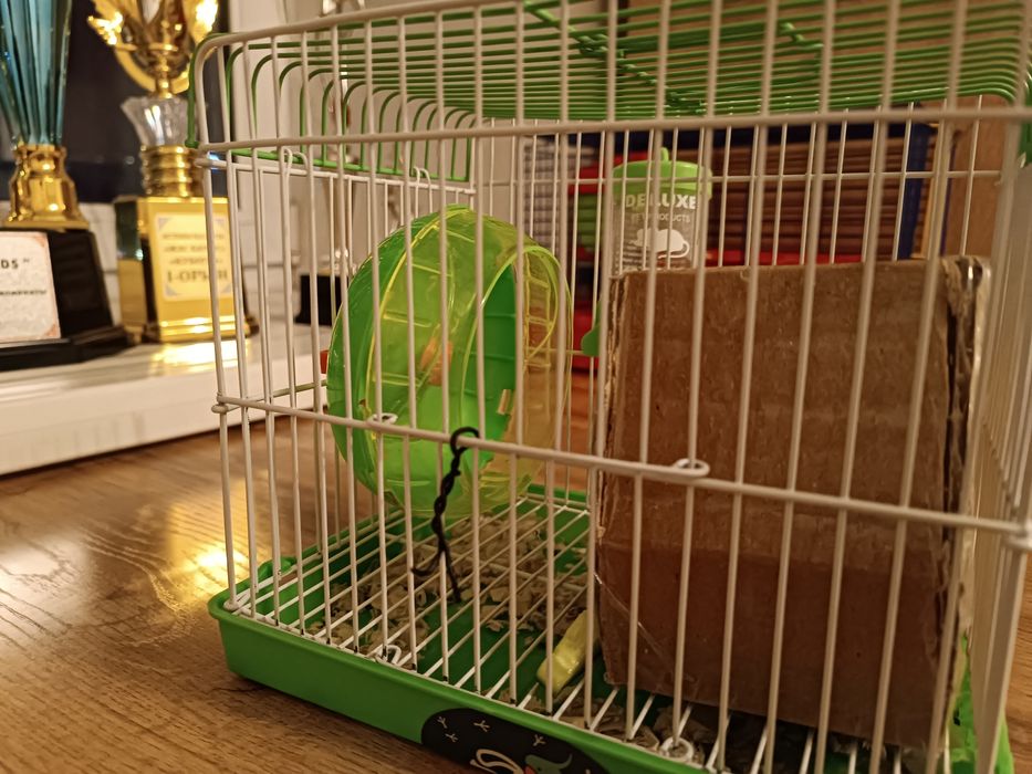 Продам двух Хомяков