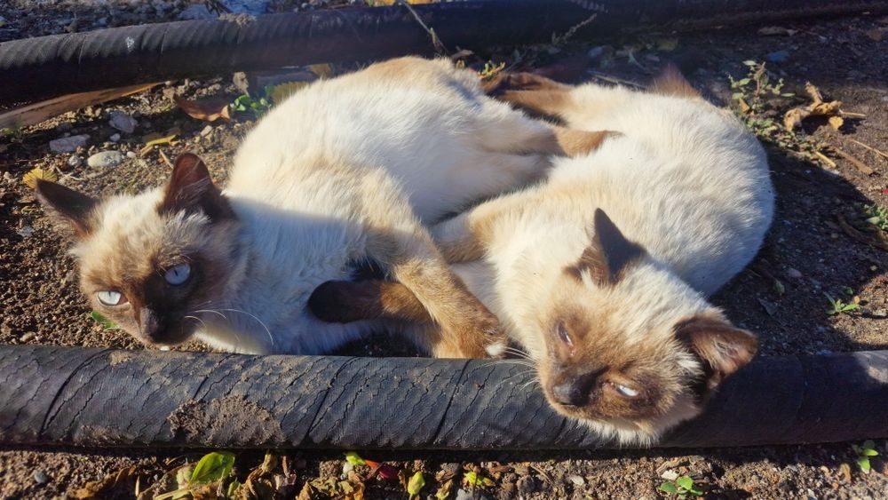 Отдам котят в хорошие руки
