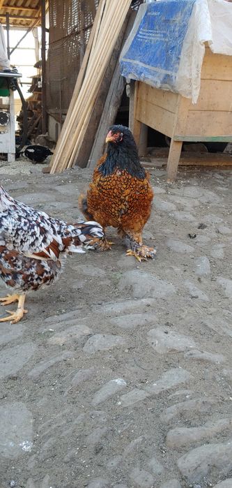 Oua de consum de la.gaini crescute liber natural fara antibiotic.