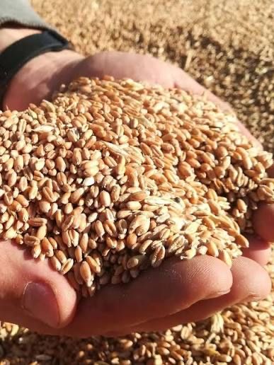Зерно отходы пшеница, ячмень