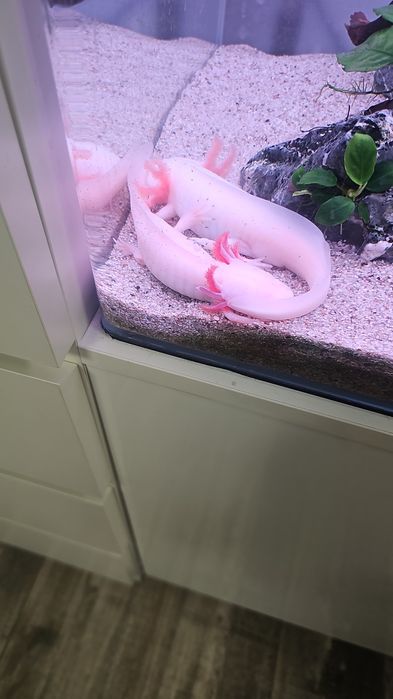 Pereche axolotl si 6 ancistrusi