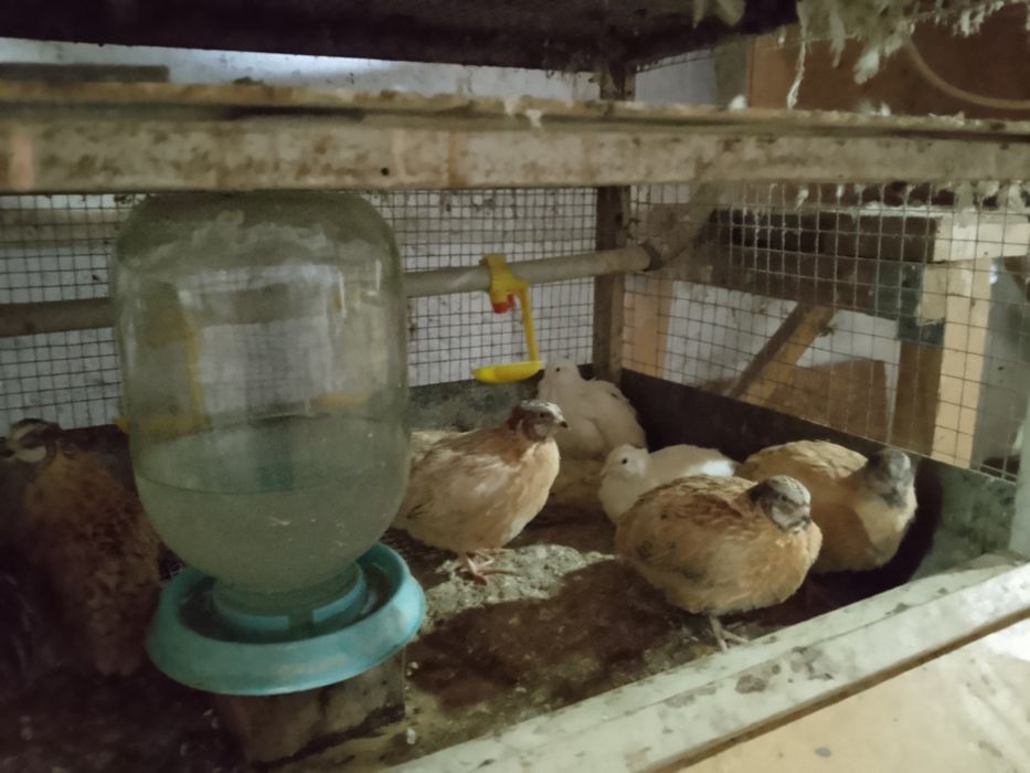 Меняю петушков перепелов