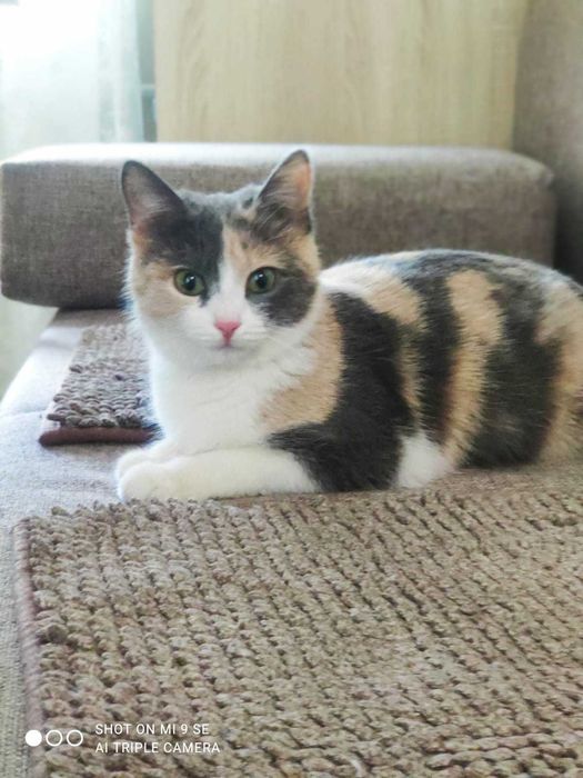 Очаровательная кошечка в добрые руки