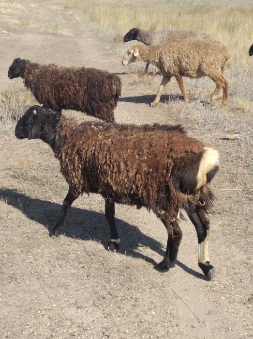 Продам молодых баранчиков (кошкар)