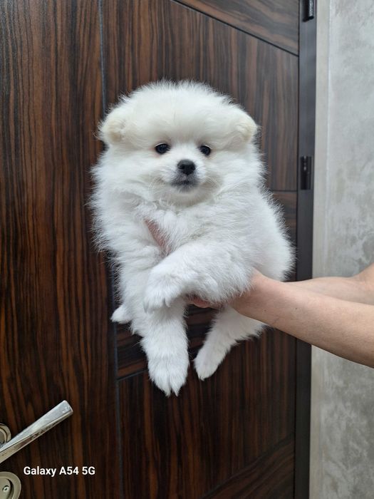 Померан(мини шпиц)