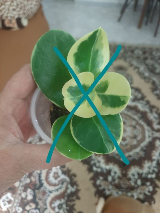 Комнатные цветочки
