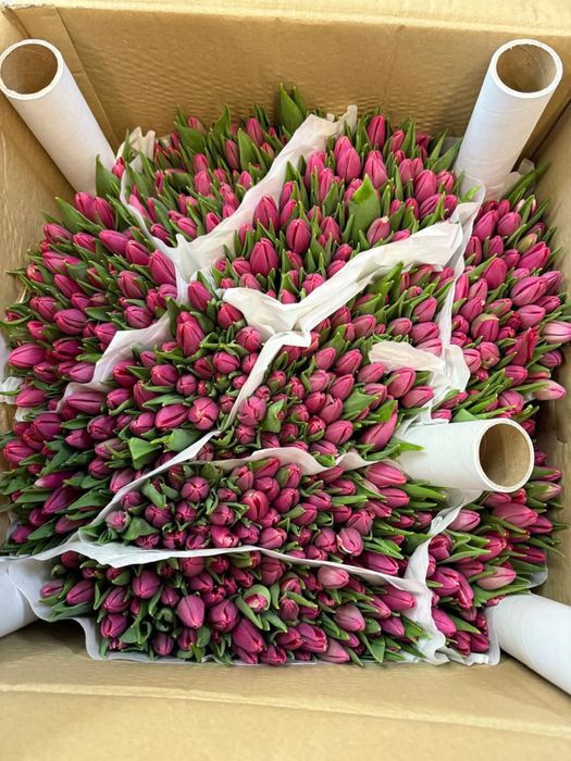 Тюльпаны оптом и в розницу 450 тенге