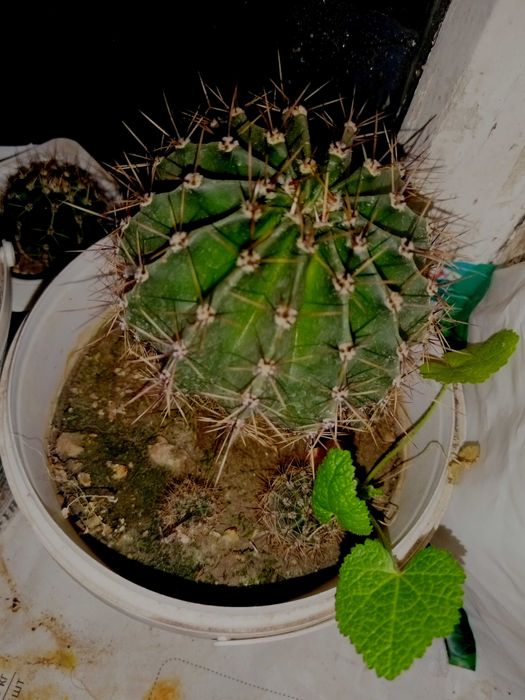 Кактус Эхинопсис Трубкоцветный