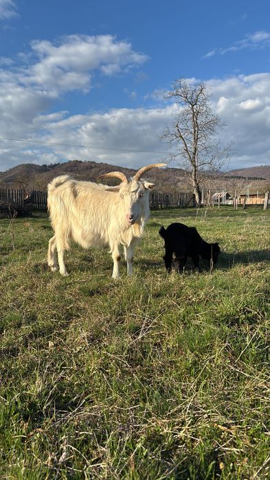 Capre de vanzare, SE VAND SI SEPARAT!