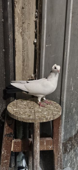 Голуби бауинцы шейки и чернохвостые