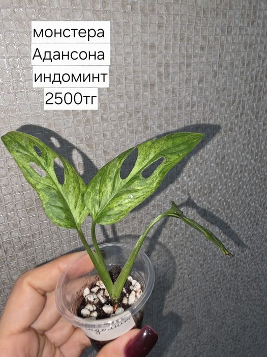 Продам комнатные растения