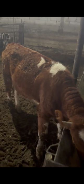 De vanzare vitele grase