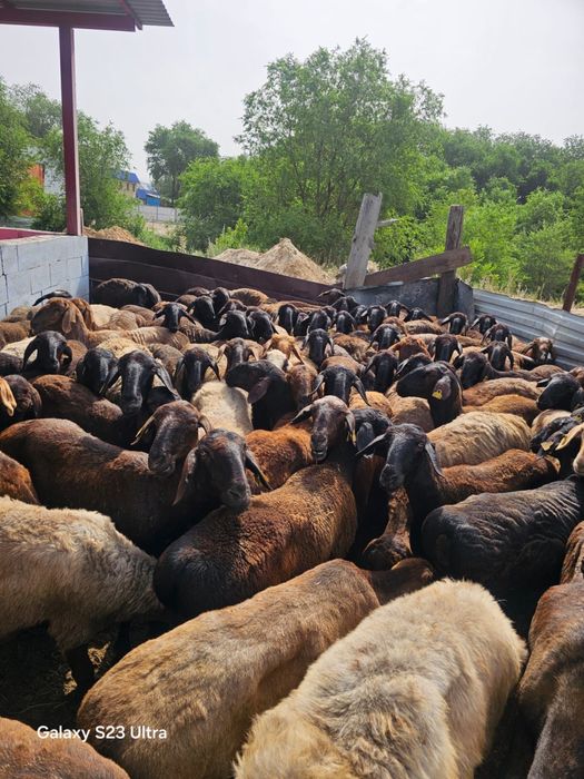 Құрбан айтқа семіз қойлар алматыда