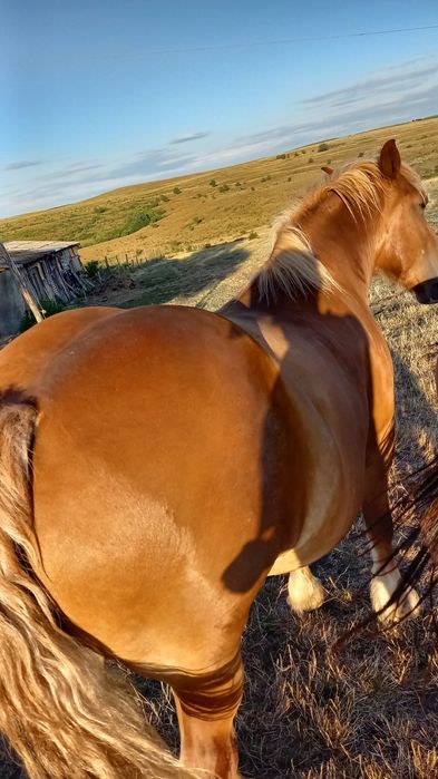 De vânzare iapă în vârstă de 7 ani