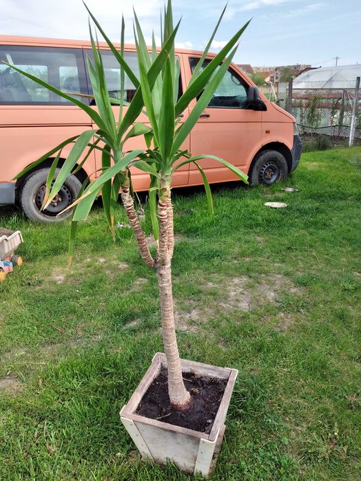 vand planta Yucca