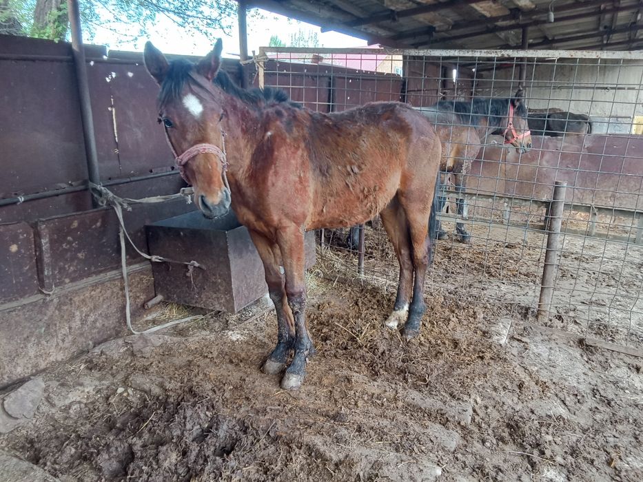 Тай сатылады таза кан